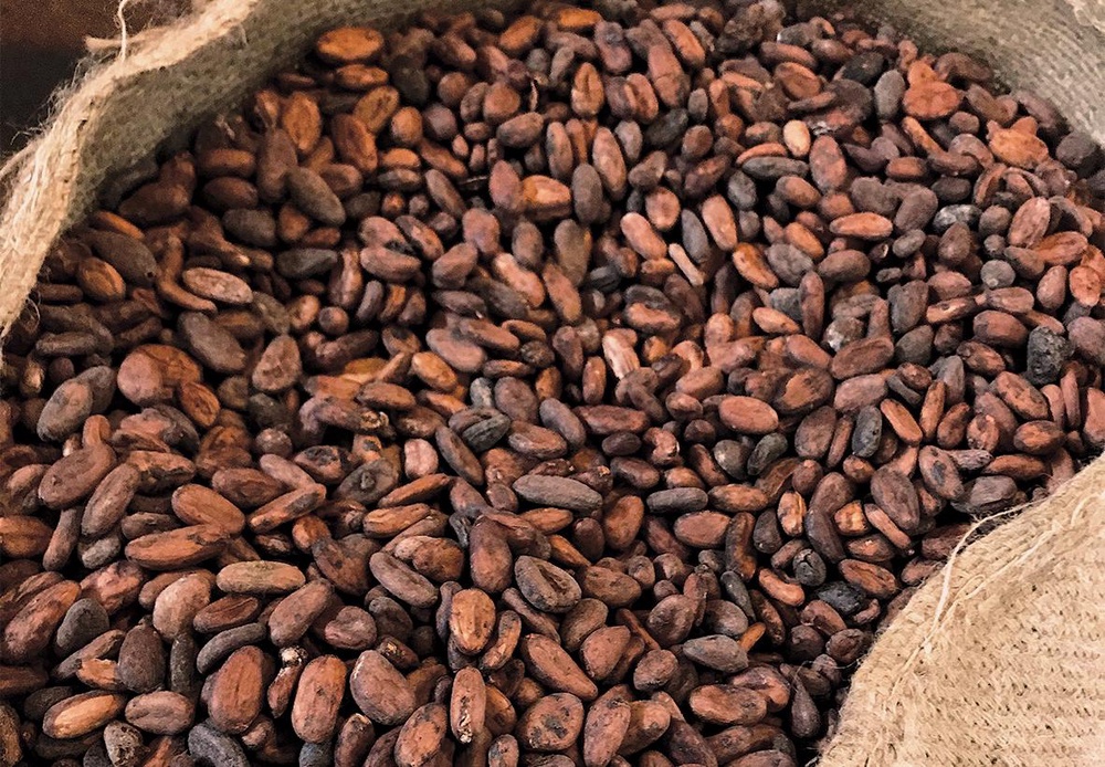 COCOA BEANS      
